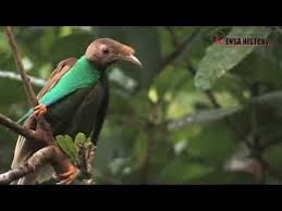 Search the world's information, including webpages, images, videos and more. Burung Burung Langka Ini Berkicau Sangat Merdu Youtube Bird Birds Of Paradise Animals