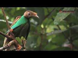 Pada gambar di atas qitunjukan oleh nornor. Burung Burung Langka Ini Berkicau Sangat Merdu Youtube Birds Of Paradise Bird Animals