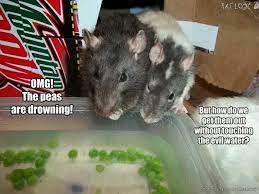 Pin On Animals 1 Rats You Must Love Ratties
