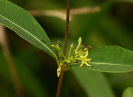 Image result for Cryptolepis oblongifolia