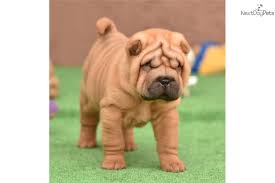 Lancaster puppies advertises puppies for sale in pa, as well as ohio, indiana, new york and other states. 85 Mini Shar Pei For Sale 2021 Fotos