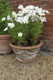 Container gardening with flowers is a great way to instantly introduce color, fragrance, and beauty into our lives. Potted Cosmos Flowers How To Grow Cosmos In A Pot