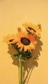Check spelling or type a new query. Samsung Wallpaper Spring Hintergrundbild Tapete Yellow Summer Sunflowerwallpaper Yell Iphone Wallpaper Yellow Sunflower Wallpaper Sunflower Iphone Wallpaper