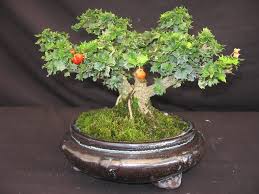 Image result for Malpighia