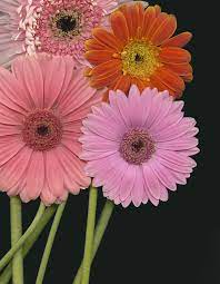 Zsazsabellagio Flowers Plant Images Beautiful Flowers