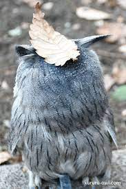 フクロウの首の可動領域は270度 くるくる回る首について解説 フクロウ 猛禽 動物
