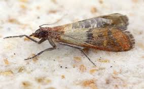 Motten Bekampfen In Wien Lebensmittelmotten Kleidermotten