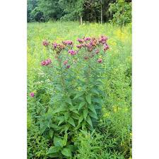 Image result for Vernonia brachycalyx