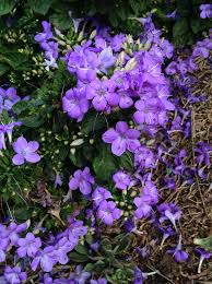 Image result for Barleria obtusa