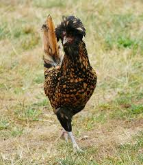 Polish chickens, also known as poland chickens, do not get their name for being from poland, but more likely from the middle dutch word pol, which means head. Polish Chickens The Ultimate Breed Guide Know Your Chickens