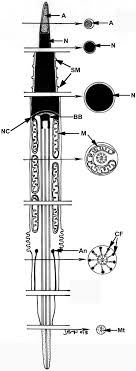 The mature sperm of Nemertoderma westbladi has a conical acrosome (A)... |  Download Scientific Diagram
