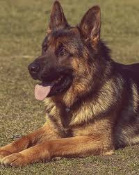 We have grown up and lived our lives with pets in our home and hearts. Pet Home Euthanasia Service Rancho Cucamonga In Home Pet Euthanasia Rancho Cucamonga Ca