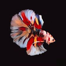 Cupang Aneka Ragam Warna Dan Jenisnya Cupangkukoi Galaxy Facebook Unsplash has every color, style, and aesthetic you can image, and all of our photos are free to use for all! cupang aneka ragam warna dan jenisnya