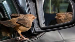A Bird Keeps Flying Into My Window Or Car Mirror On Purpose What Should I Do Bird Bird Attack Bird Life List
