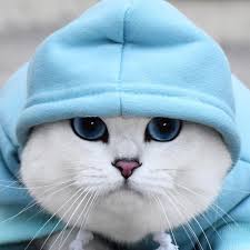 Obtenha um segundo vídeo stock com 13.000 segundos de cute cat in the grass a 29.97fps. Coby The Cat On Instagram Me Right After I Just Slammed Some Fish Protein At The Gym Beastmode Cat Breeds Cat Memes Cat Illustration