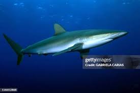 Image result for Lessertia falciformis