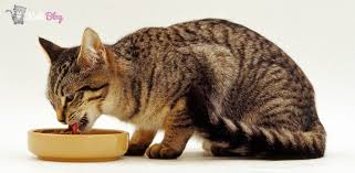 Tavsiye Edilen Kisirlastirilmis Kedi Mama Markalari Kedi Blog