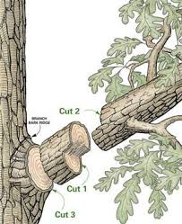 2 To The 1 To The 1 To The 3 I Like Good Trees Pin On For The New Look Home