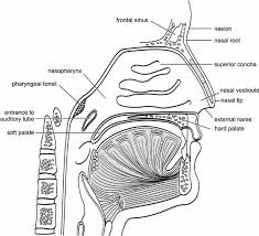 The turbinates regulate nasal airflow and provide mucosa surface area. Elements Of Morphology Human Malformation Terminology