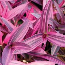We did not find results for: Plant With Green And Purple Striped Leaves Novocom Top