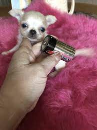 Maybe you would like to learn more about one of these? Teacup Chihuahuas Puppies For Sale Applehead Chihuahua Breeder Ca Teacup Chihuahua Puppies Chihuahua Puppies Teacup Chihuahua Puppies For Sale