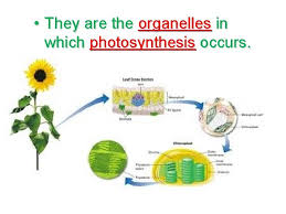 Name the plant cell organelle where photosynthesis occurs. Cell Types And Organelles The Cell Is Like