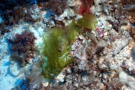 Image result for Huaceae