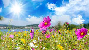 Sommerblumen.eu startet fotowettbewerb mit dem thema sommerblumen am 15.09.13 startet offiziell unser fotowettbewerb zum thema sommerblumen. Winterharte Sommerblumen Im Garten Ihr Eigenes Paradies Mencke