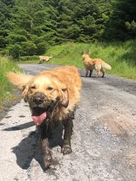 Chocolate Dipped Golden If There Is Ever Muck Or Puddles He S Straight In Super Cute Goldenretriever 3 Golden Retriever Retriever Dogs Golden Retriever