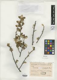 Image result for Bivinia jalbertii