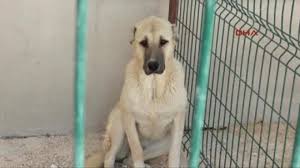 Gaziantep Te Kangal Kopegi Disi Kopekle Kandirarak Caldilar Dailymotion Video