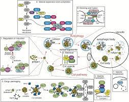 Development By Self Digestion Molecular Mechanisms And Biological Functions Of Autophagy Sciencedirect