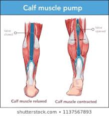 calf anatomy photos 1 448 calf stock image results