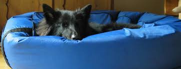 Why Does Dogs Circles And Dig Before Lying Down Whydoesdogscirclesanddigbeforelyingdown Cool Dog Beds Orthopedic Dog Bed Waterproof Dog Bed