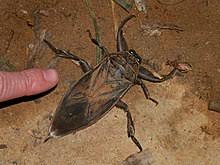 College station tx june 5, 2015 9:05 am this guy was found drifting in the pool i scooped him out and put him in some freshwater and was gonna release him the next. Belostomatidae Wikipedia