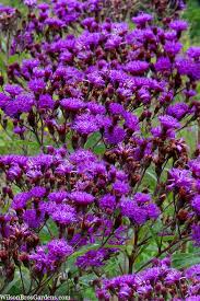 Image result for Vernonia natalensis