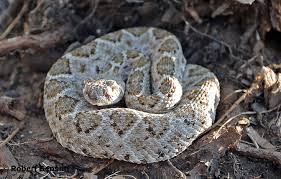 While rattlesnakes can be taken in pa from june 9. Beware Of Baby Rattlesnakes Mid Coast Chapter Texas Master Naturalist