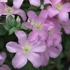 Each clematis listed on this website has been given a code which relates to one of the categories below. Buy Clematis Group 3 Clematis Comtesse De Bouchaud 23 99 Delivery By Crocus