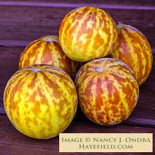 Image result for Cucumis melo