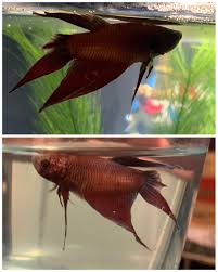 Got This Fish For Free At Walmart With What Appears To Be Advanced Fin Rot How To Treat Bettafish