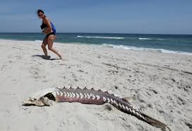 Check spelling or type a new query. This Prehistoric Looking Creature Washed Up On A Jersey Shore Beach Nj Com