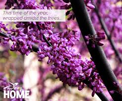 Spring Comes With The Opening Of Judas Tree Blossoms In Istanbul Lasting Merely A Couple Of Weeks Their Colorful Touch Enhances Life And Brings Joy To Al Cicek