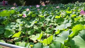 Lacul cu nuferi din baile felix se afla in centrul statiunii. Lacul Cu Nuferi Felix 2017 Youtube