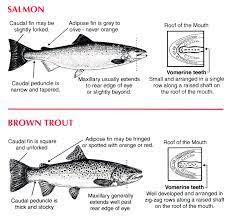 Salmon And Brown Trout Fishing New Hampshire Fish And Game Department