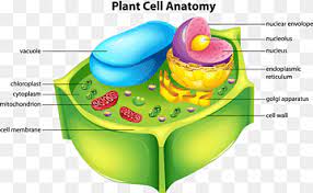 Maybe you would like to learn more about one of these? Plant Cell Png Images Pngwing