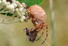 Australian Spiders The 10 Most Dangerous Australian