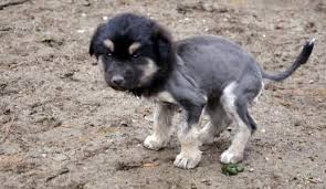 Aslan Gorunumlu Kopek Yavrusu Yorumlar Haber7 Sayfa 1