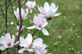 Large leathery leaves, smooth gray bark, and yellow fall color add to the seasonal. Magnolia Flowers Closeup Magnolia Soulangeana Saucer Magnolia Stock Photo Picture And Royalty Free Image Image 111441729