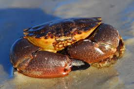 Stone crab claws price is per pound. Stone Crab Wiktionary