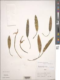 Image result for Aponogeton desertorum